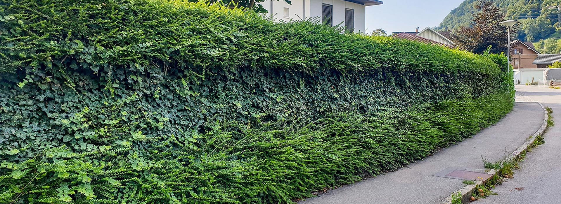 naturawall Begrnung  Individuelle, vollflchige und pflegeleichte  Lrmschutz-Begrnung