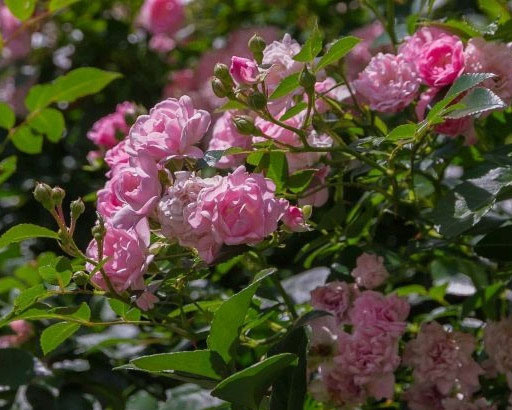 Rosen in einer voll begrünten Lärmschutzwand